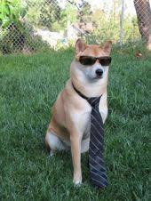 doge